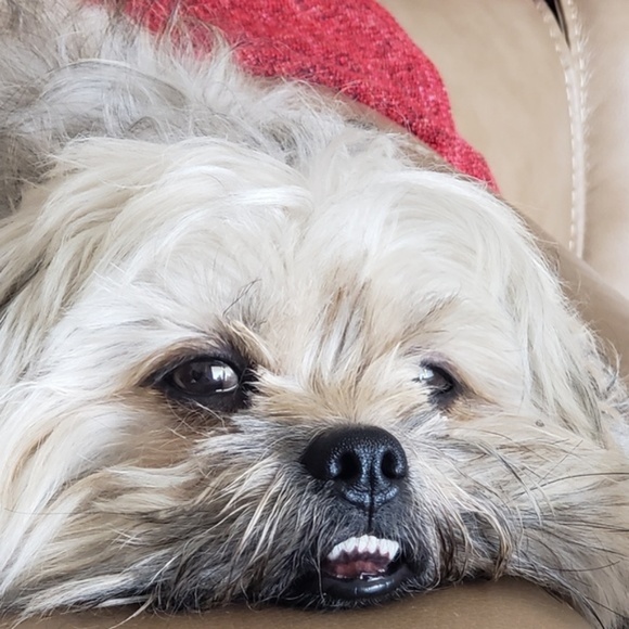 Meet your Posher, Lexi - Picture 6 of 8